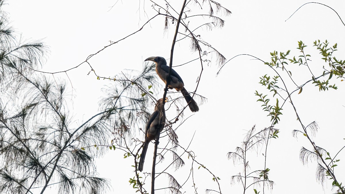 Malabar Gray Hornbill - ML620481501