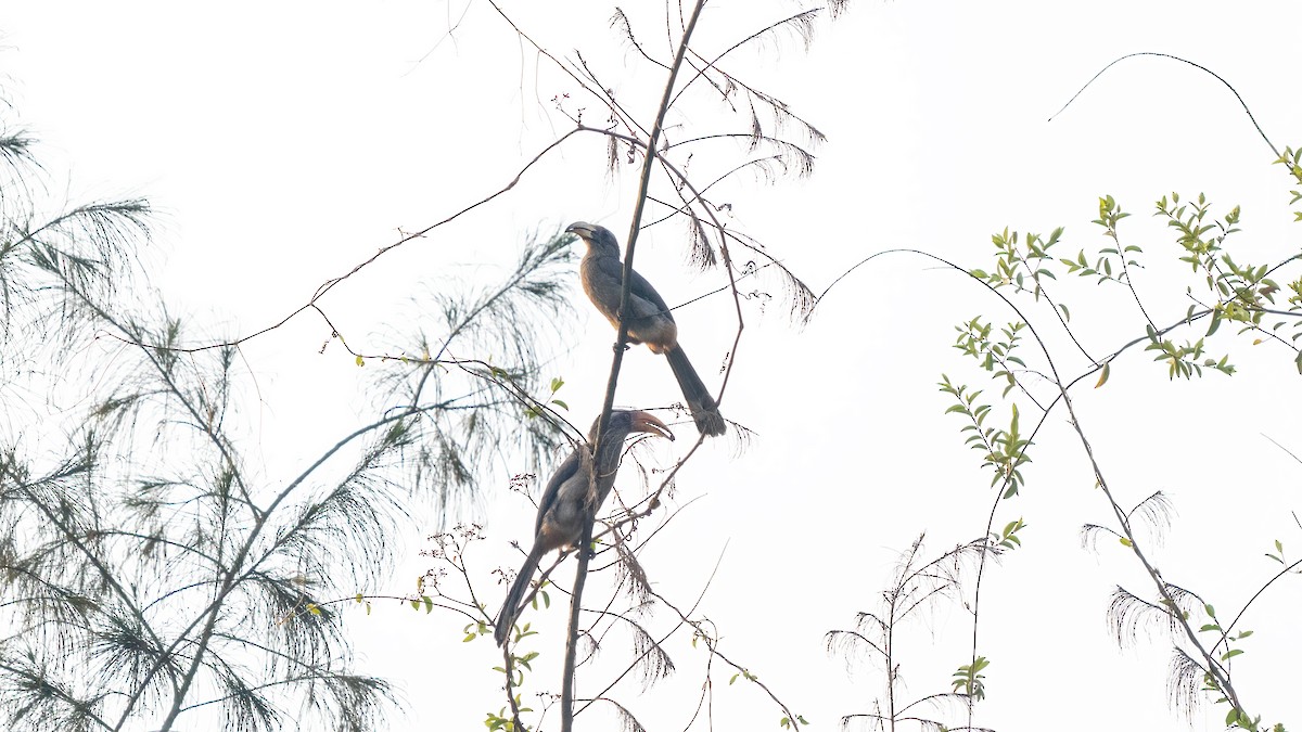 Malabar Gray Hornbill - ML620481502