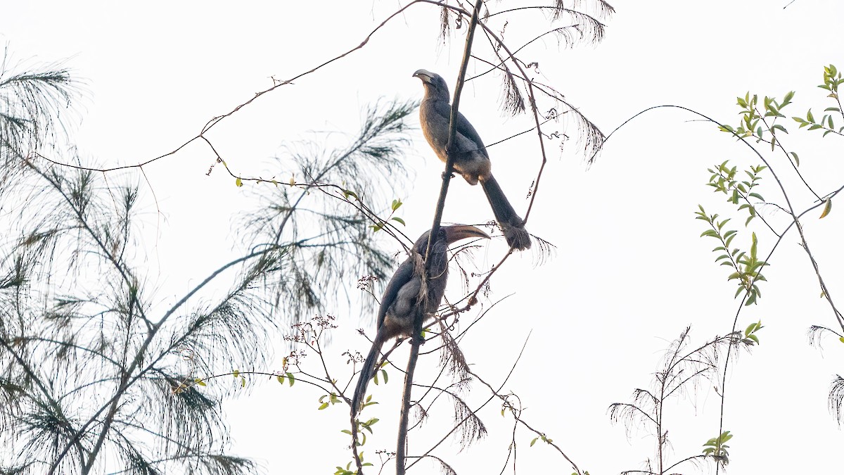 Malabar Gray Hornbill - ML620481503