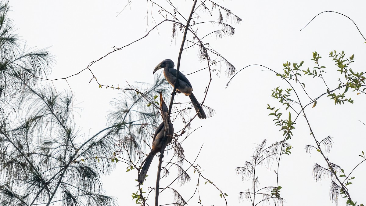 Malabar Gray Hornbill - ML620481504