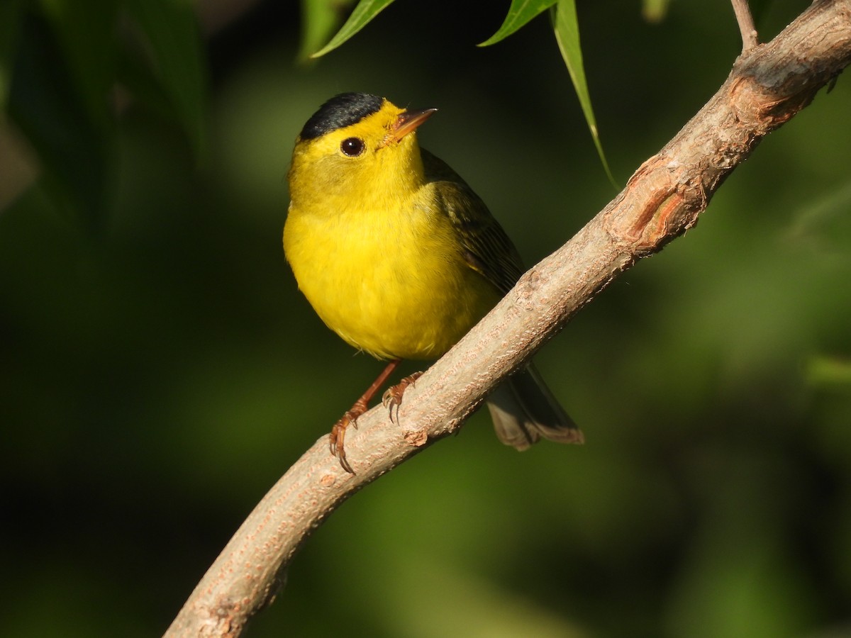 Wilson's Warbler - ML620481508