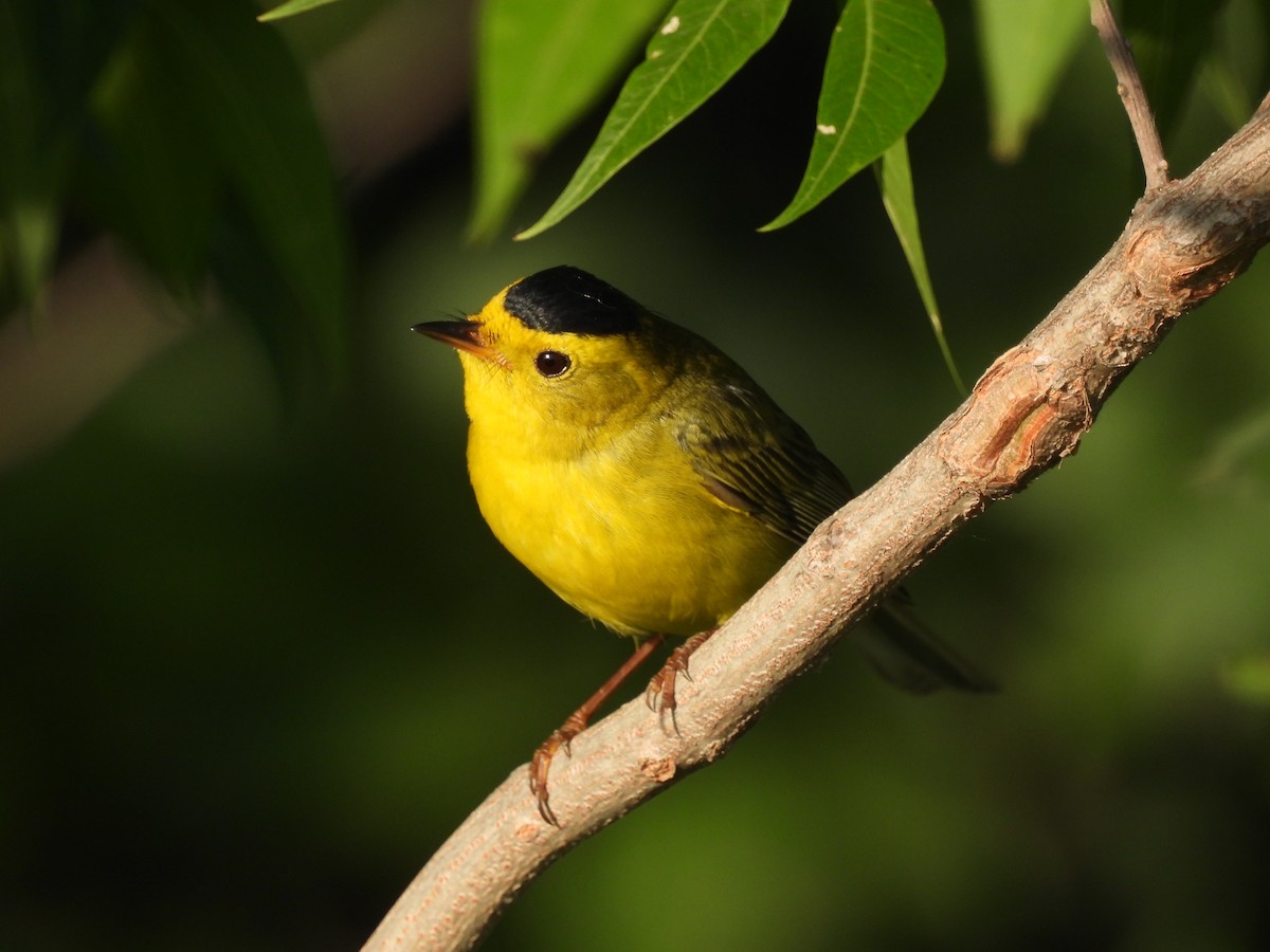 Wilson's Warbler - ML620481511