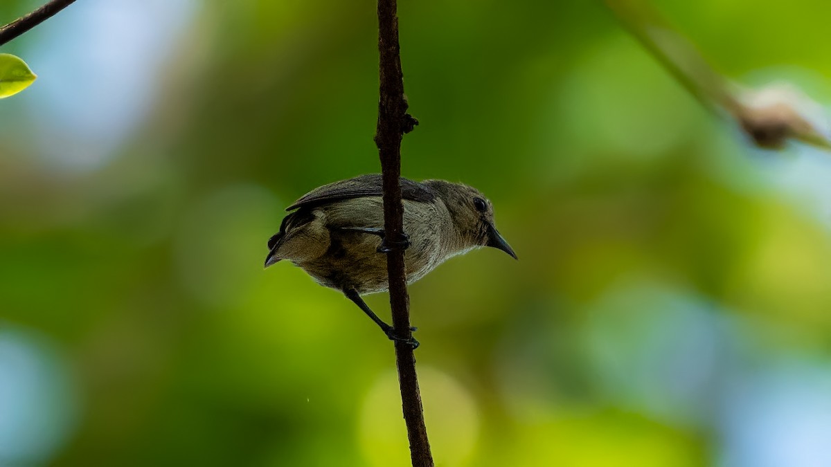 Nilgiri Flowerpecker - ML620481513