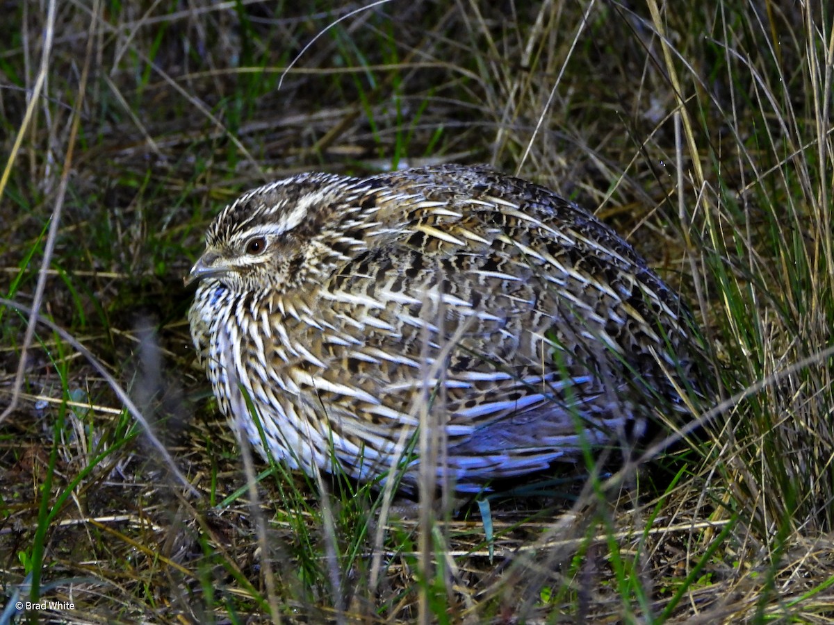 křepelka rezavohrdlá - ML620481518