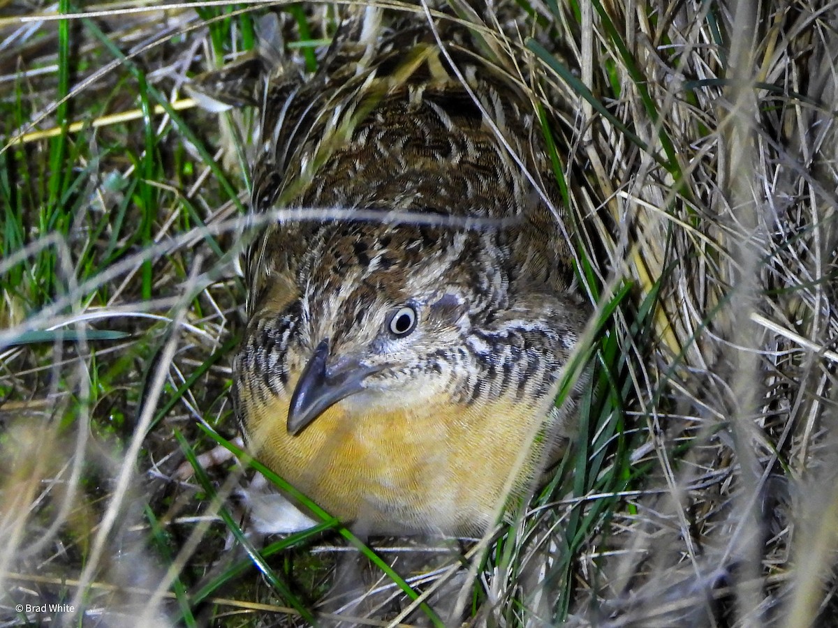 Red-chested Buttonquail - ML620481522