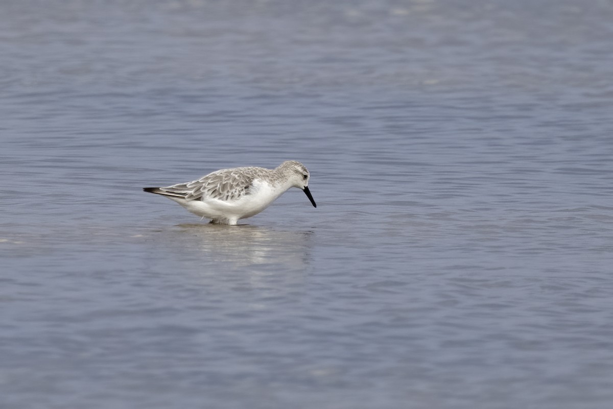 Sanderling - ML620481524