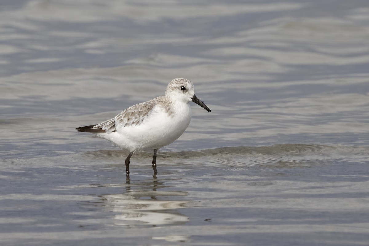 Sanderling - Delfin Gonzalez