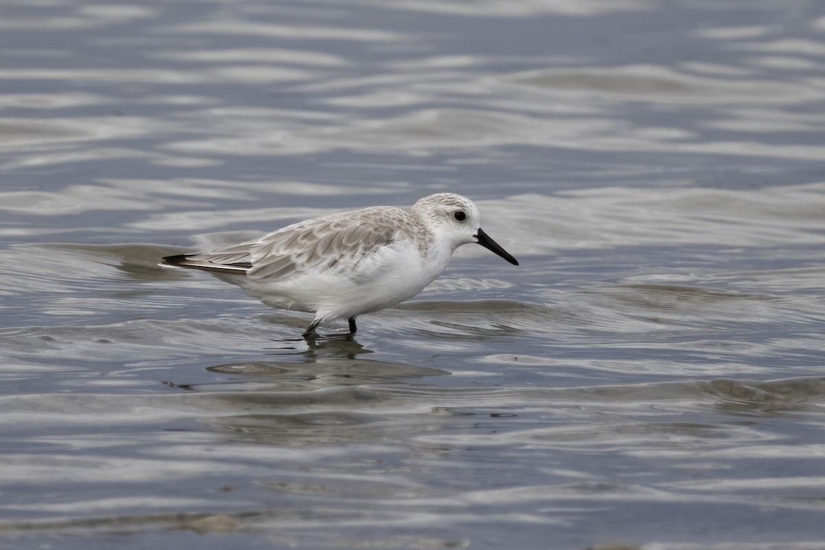 Sanderling - Delfin Gonzalez