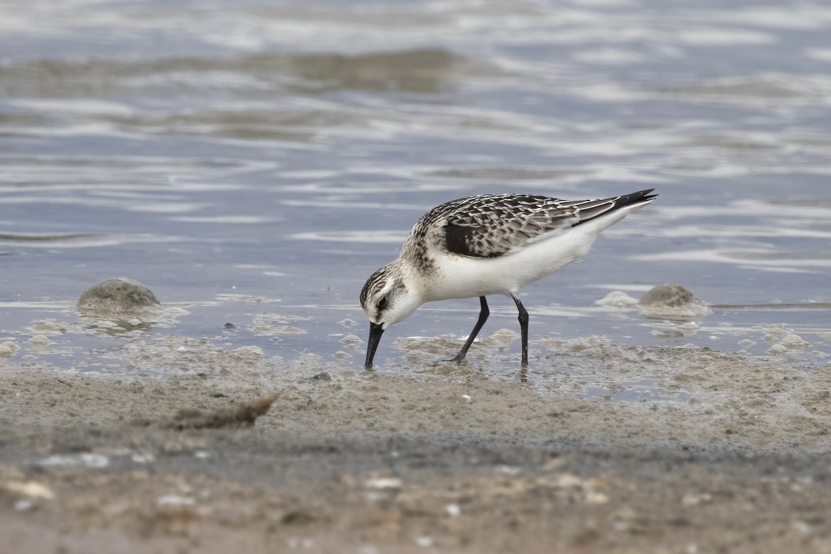 Sanderling - ML620481528