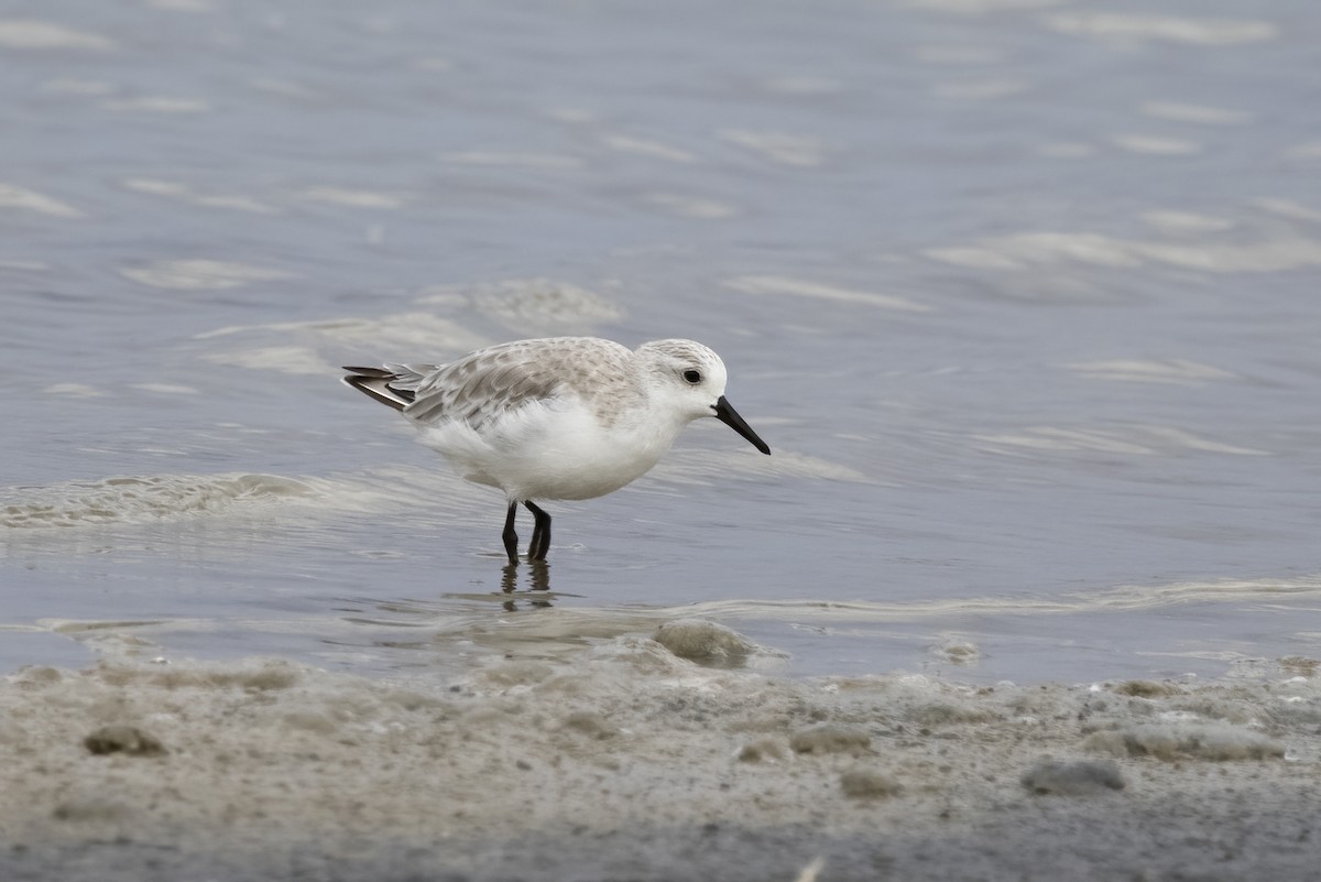 Sanderling - ML620481529