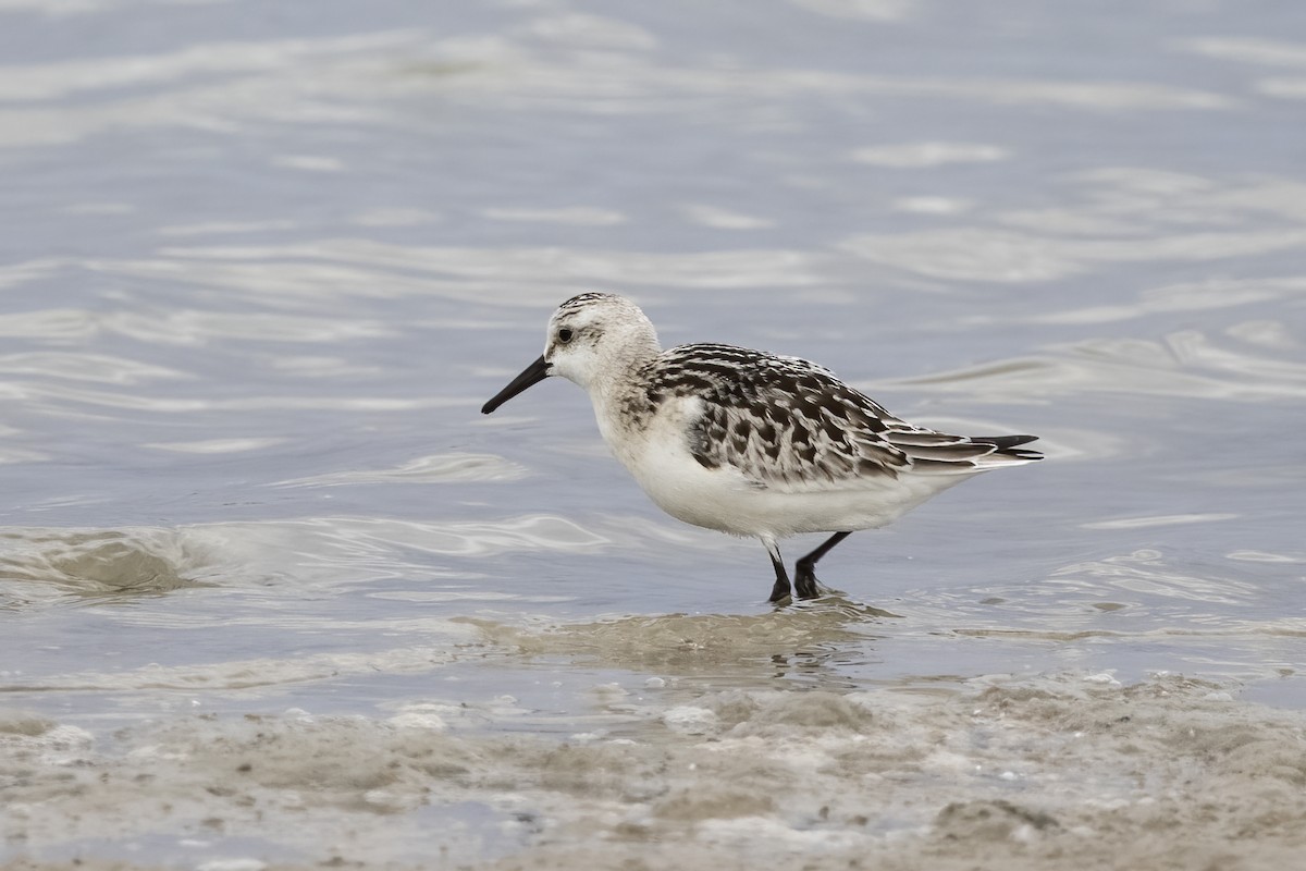 Sanderling - ML620481530