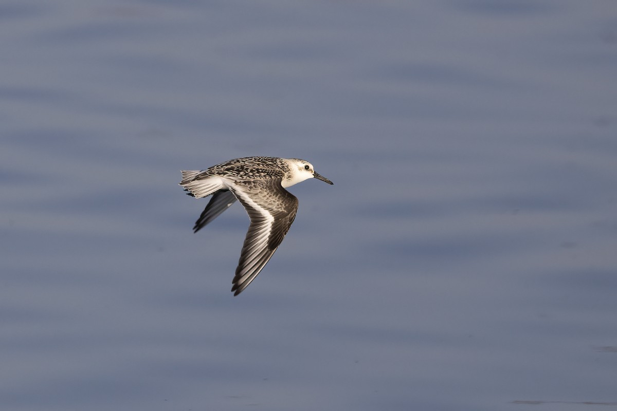 Sanderling - ML620481533