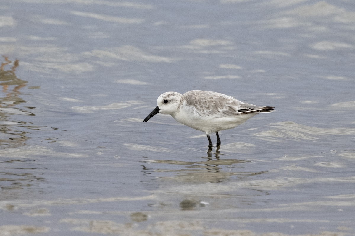 Sanderling - ML620481536