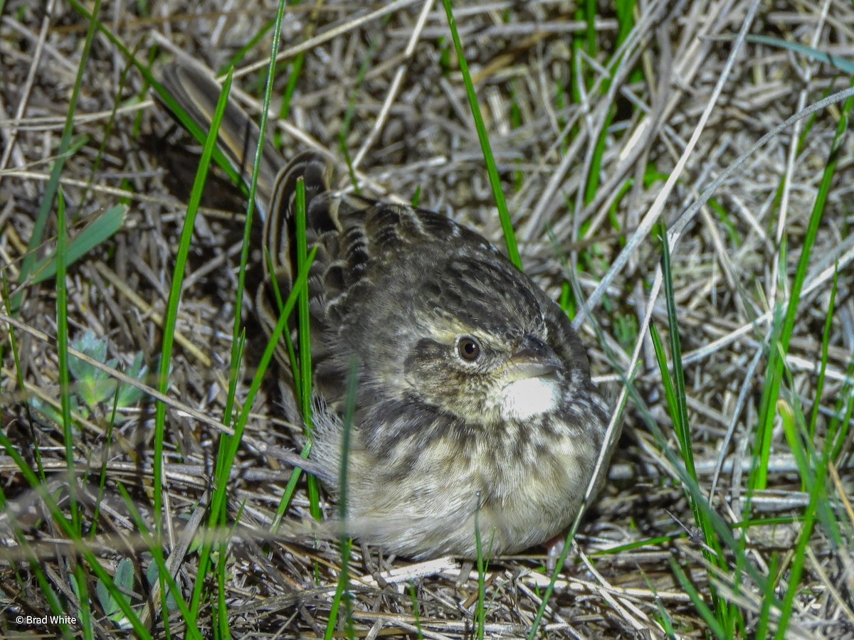 Singing Bushlark - ML620481540