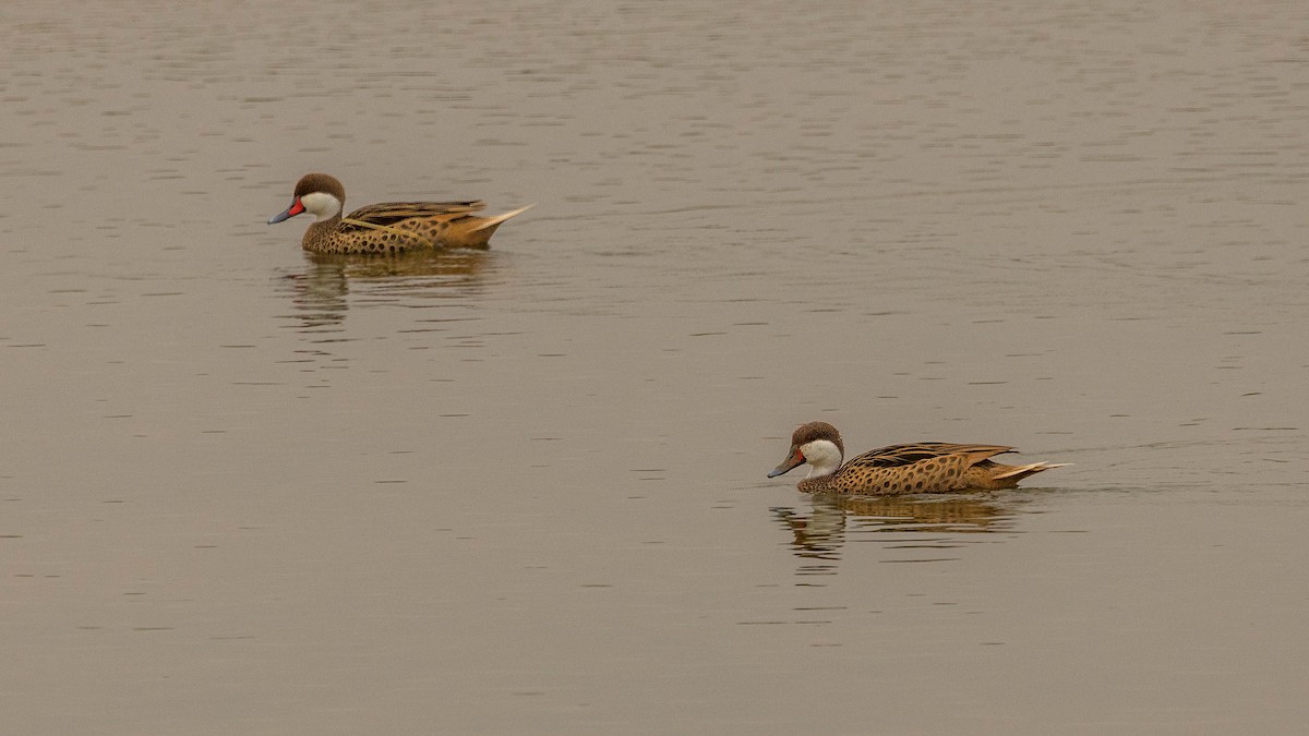 White-cheeked Pintail - ML620481543