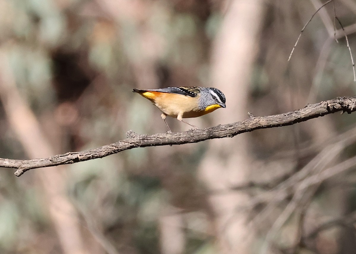 Spotted Pardalote - ML620481544