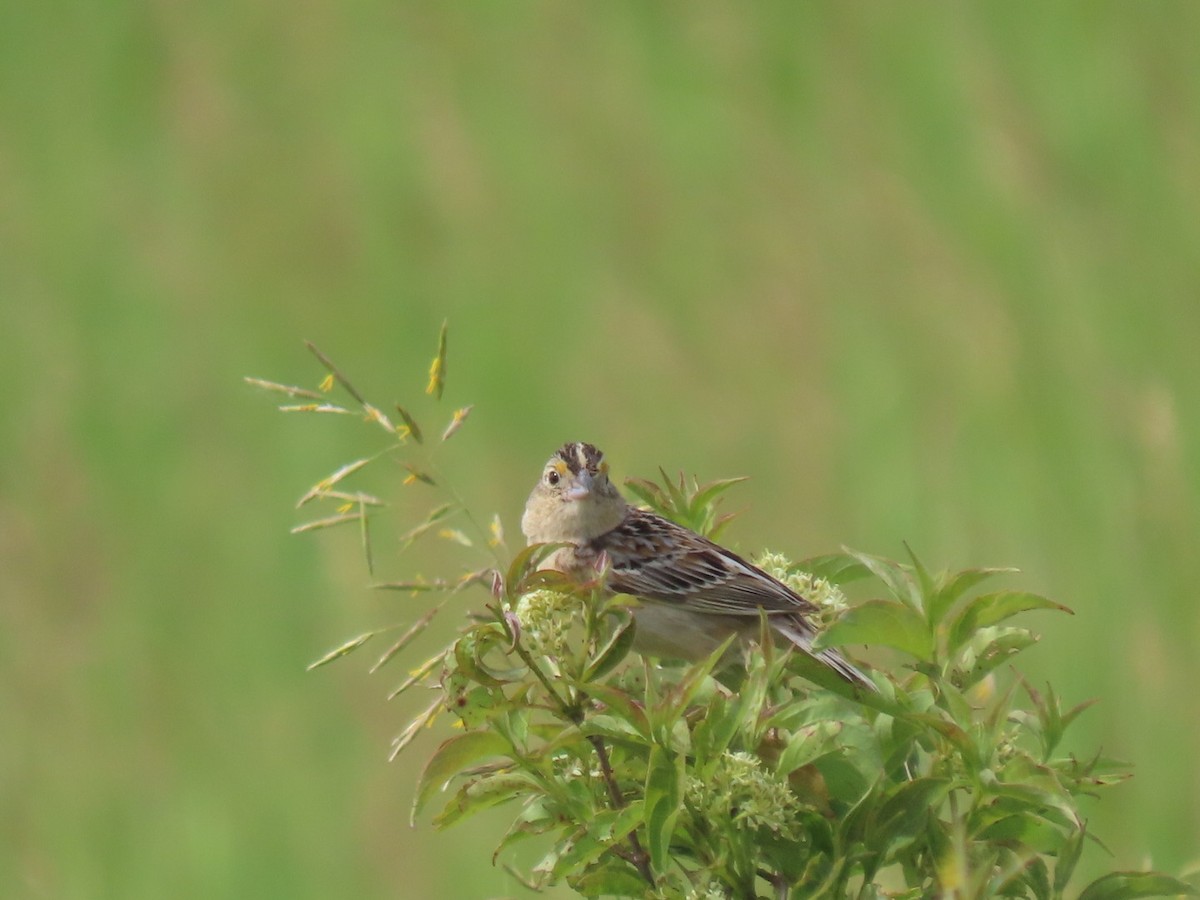 Grasshopper Sparrow - ML620481545