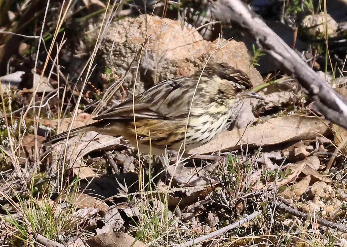 Speckled Warbler - ML620481547