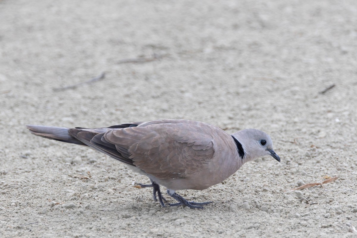 Red Collared-Dove - ML620481549