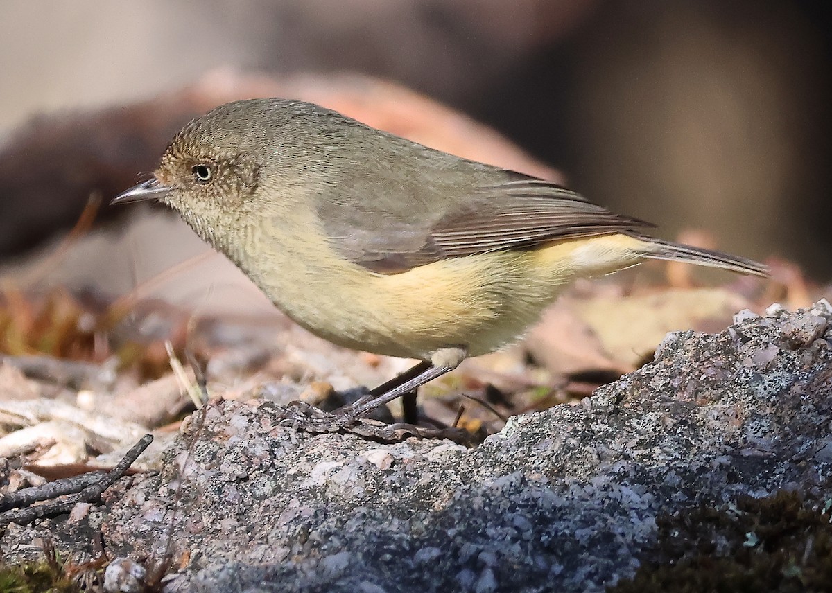 Buff-rumped Thornbill - ML620481552