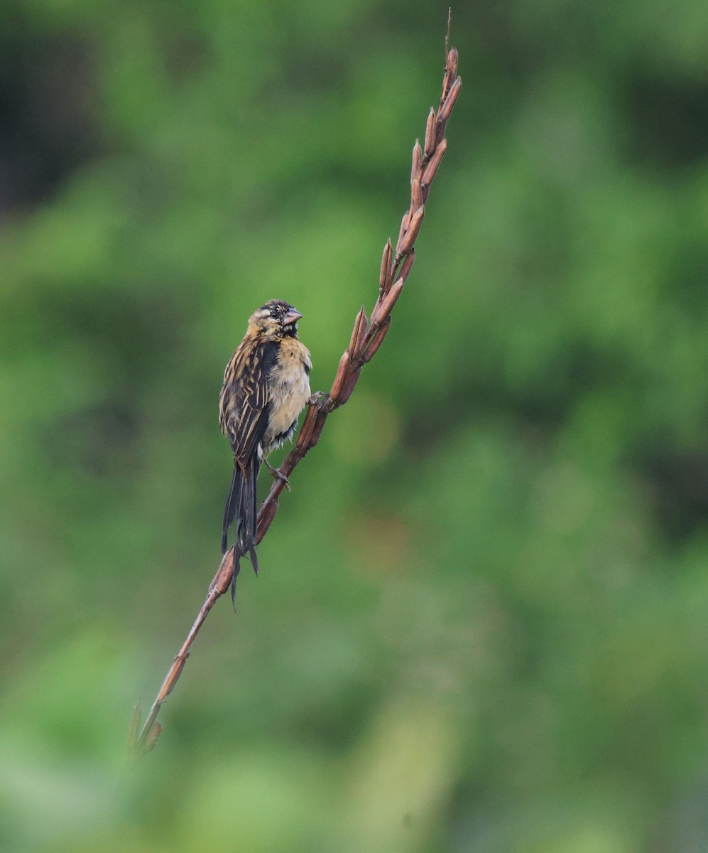 Red-collared Widowbird - ML620481558