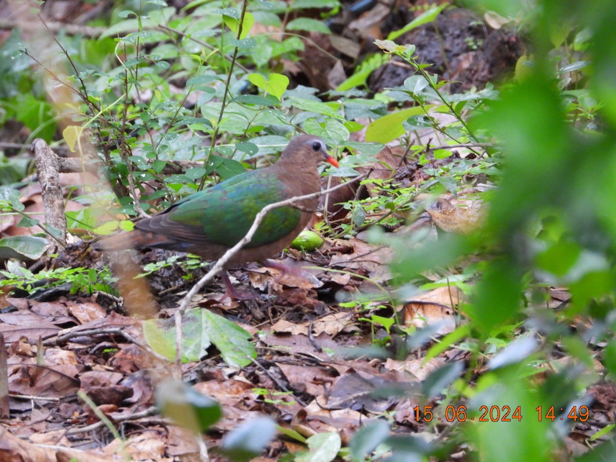 Asian Emerald Dove - ML620481560