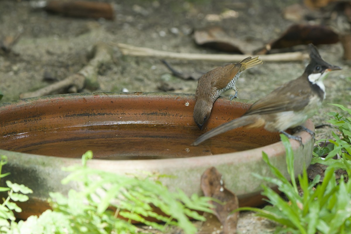 Scaly-breasted Munia (Scaled) - ML620481579