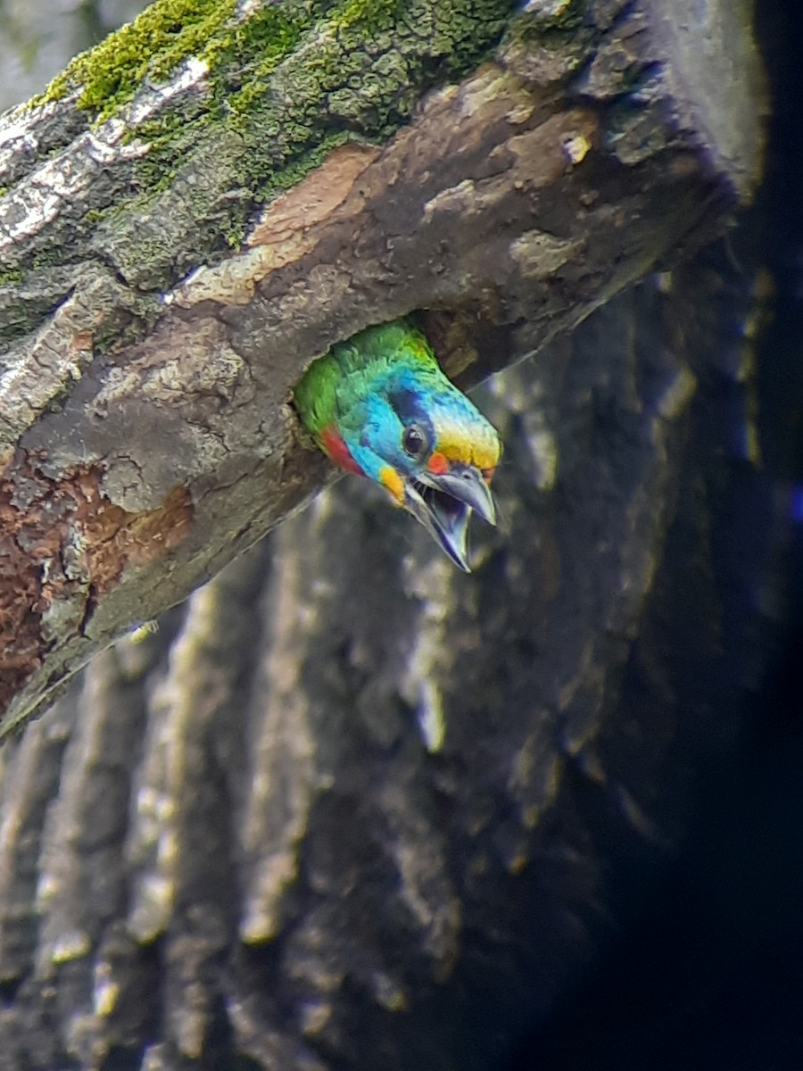 Taiwan Barbet - ML620481585