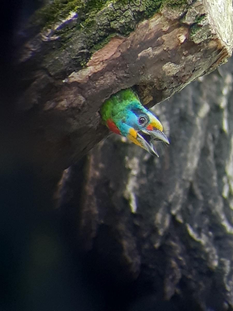 barbet tchajwanský - ML620481586