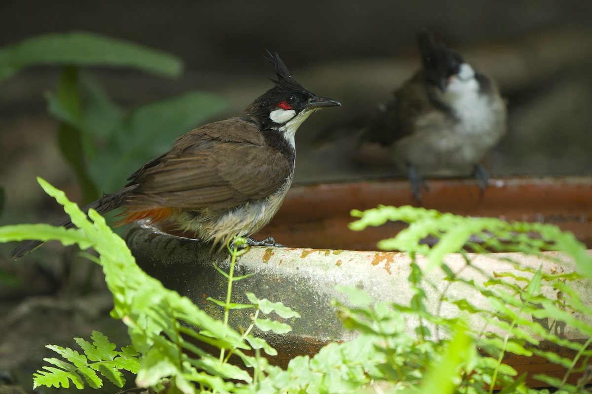 Red-whiskered Bulbul - ML620481591