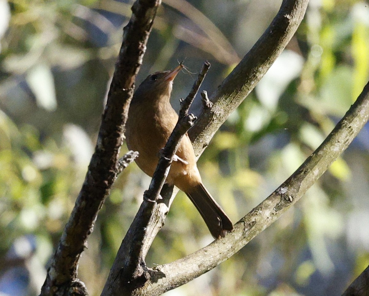 Rufous Shrikethrush - ML620481595