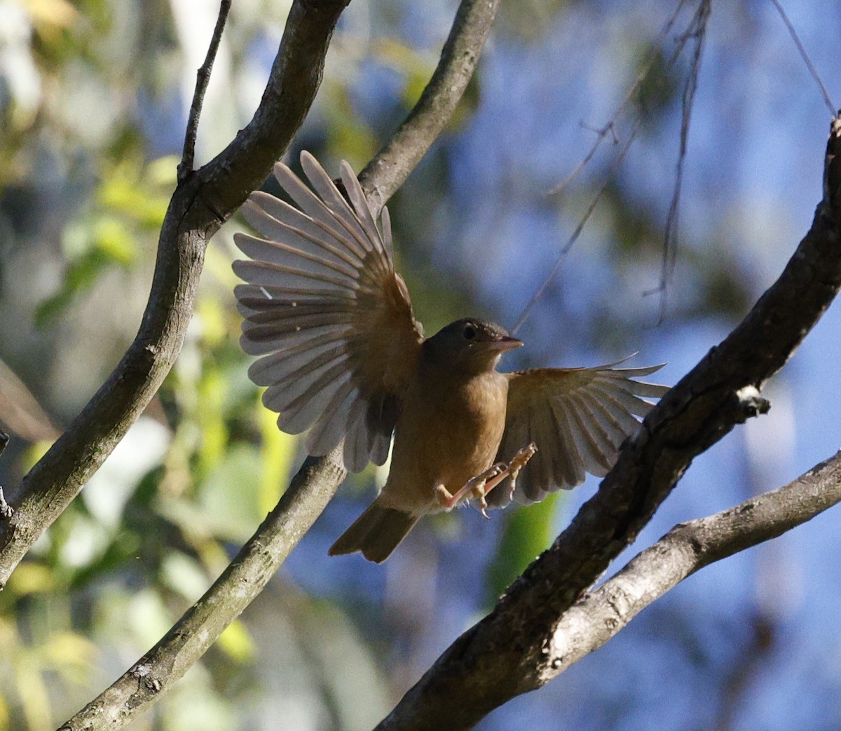 Rufous Shrikethrush - ML620481596