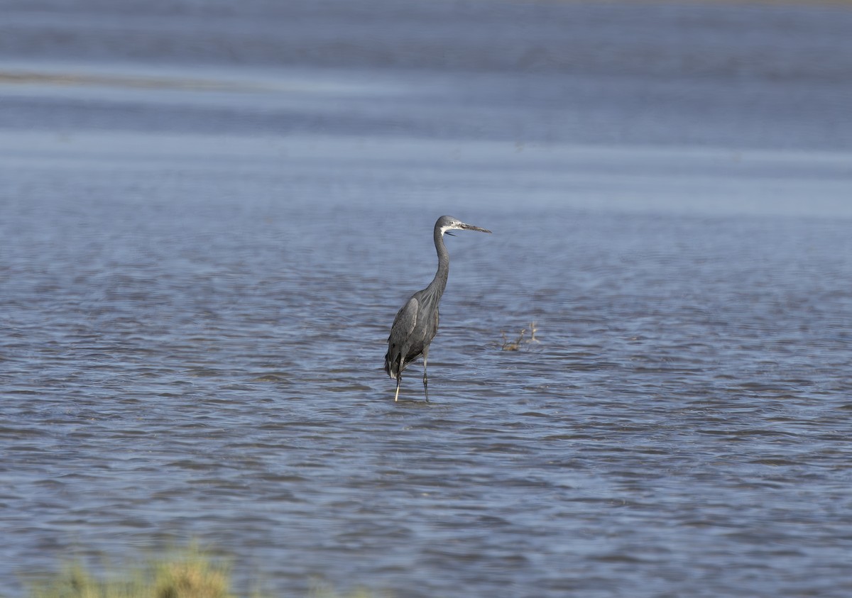 Western Reef-Heron - ML620481600