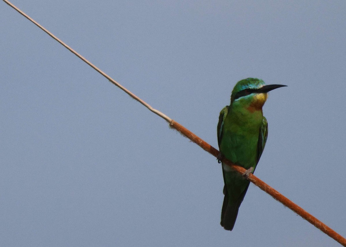 Blue-cheeked Bee-eater - ML620481606