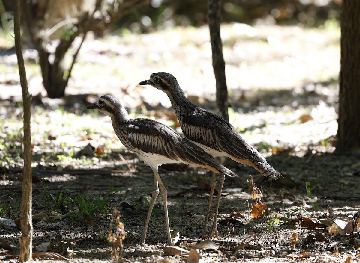 Bush Thick-knee - Cathy Pert