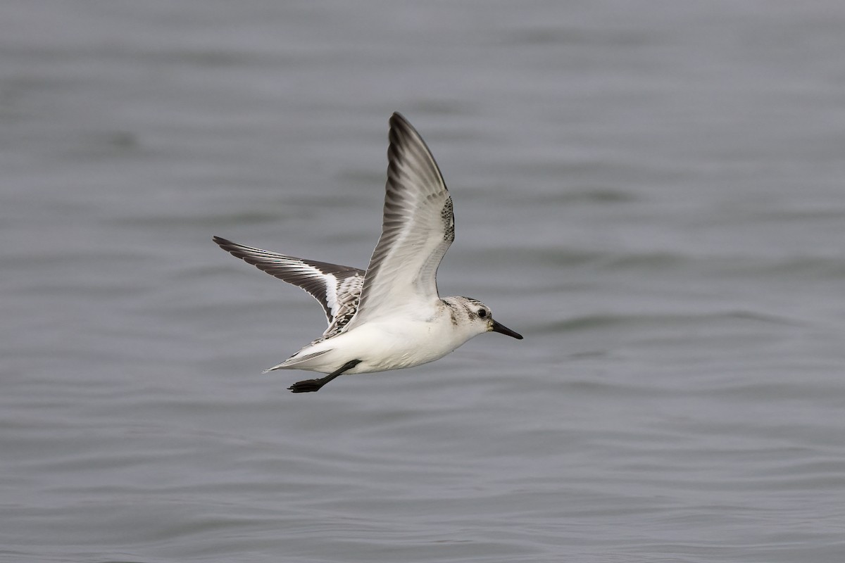 Sanderling - ML620481612