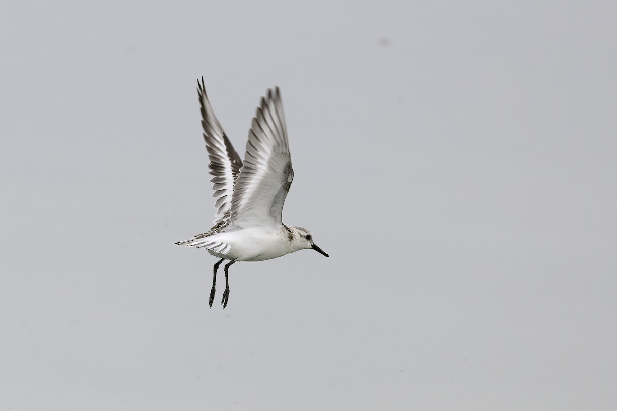 Sanderling - ML620481613