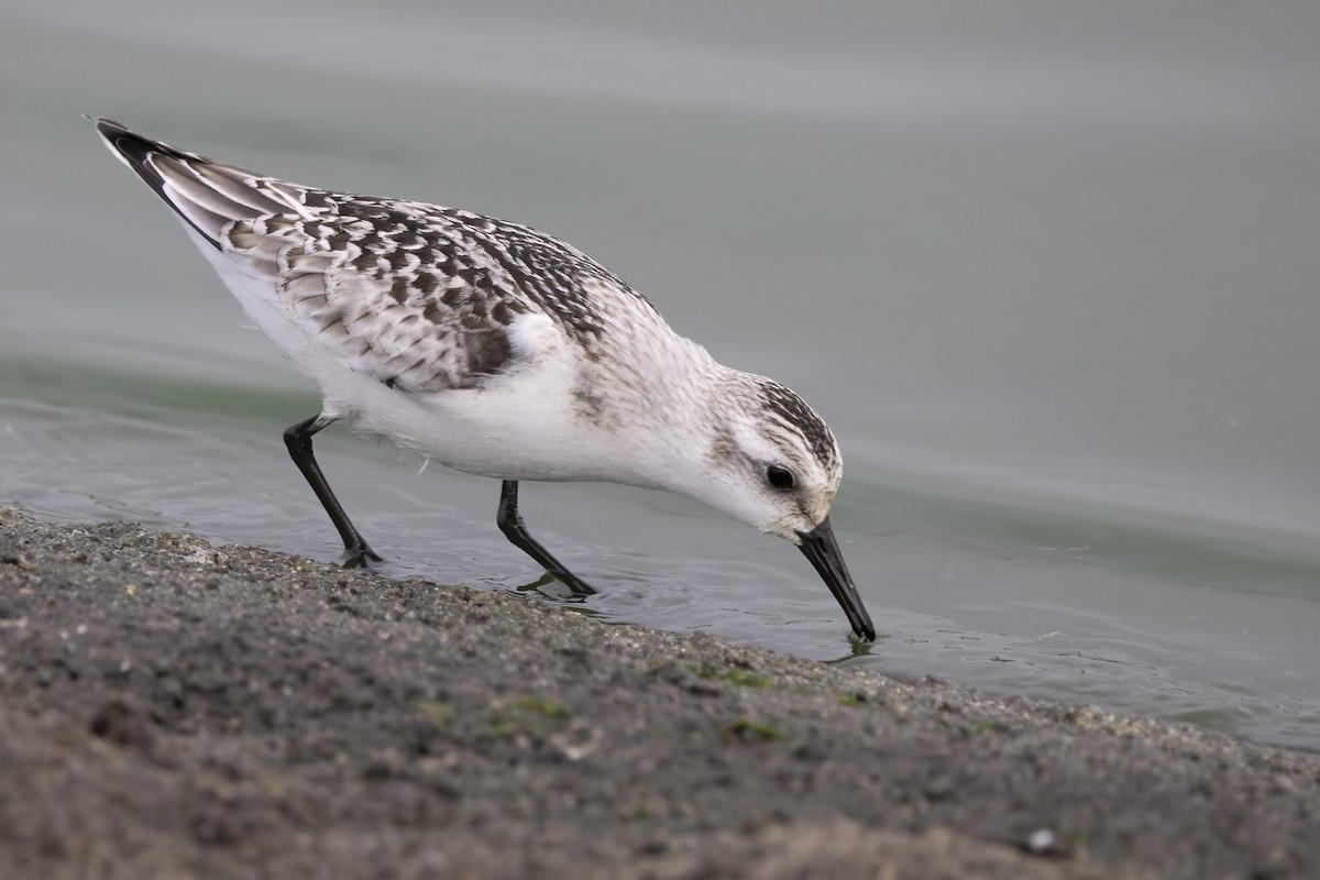 Sanderling - ML620481616