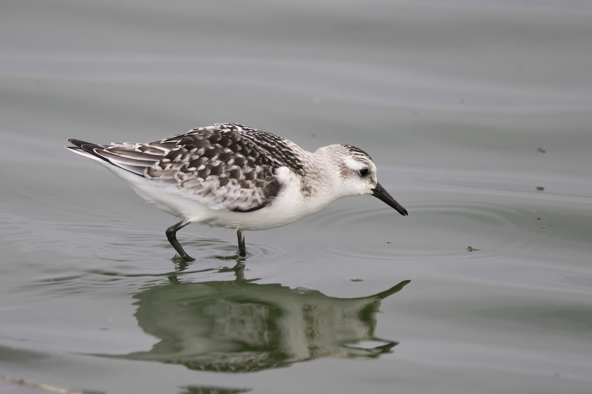 Sanderling - Delfin Gonzalez