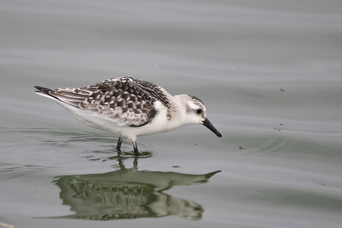 Sanderling - ML620481620