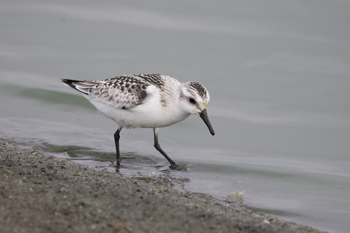 Sanderling - ML620481621