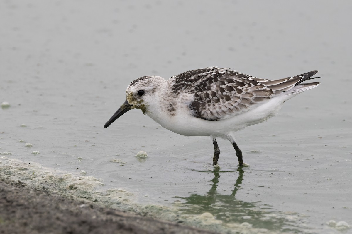 Sanderling - ML620481623