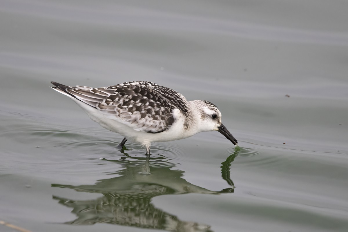 Sanderling - ML620481624