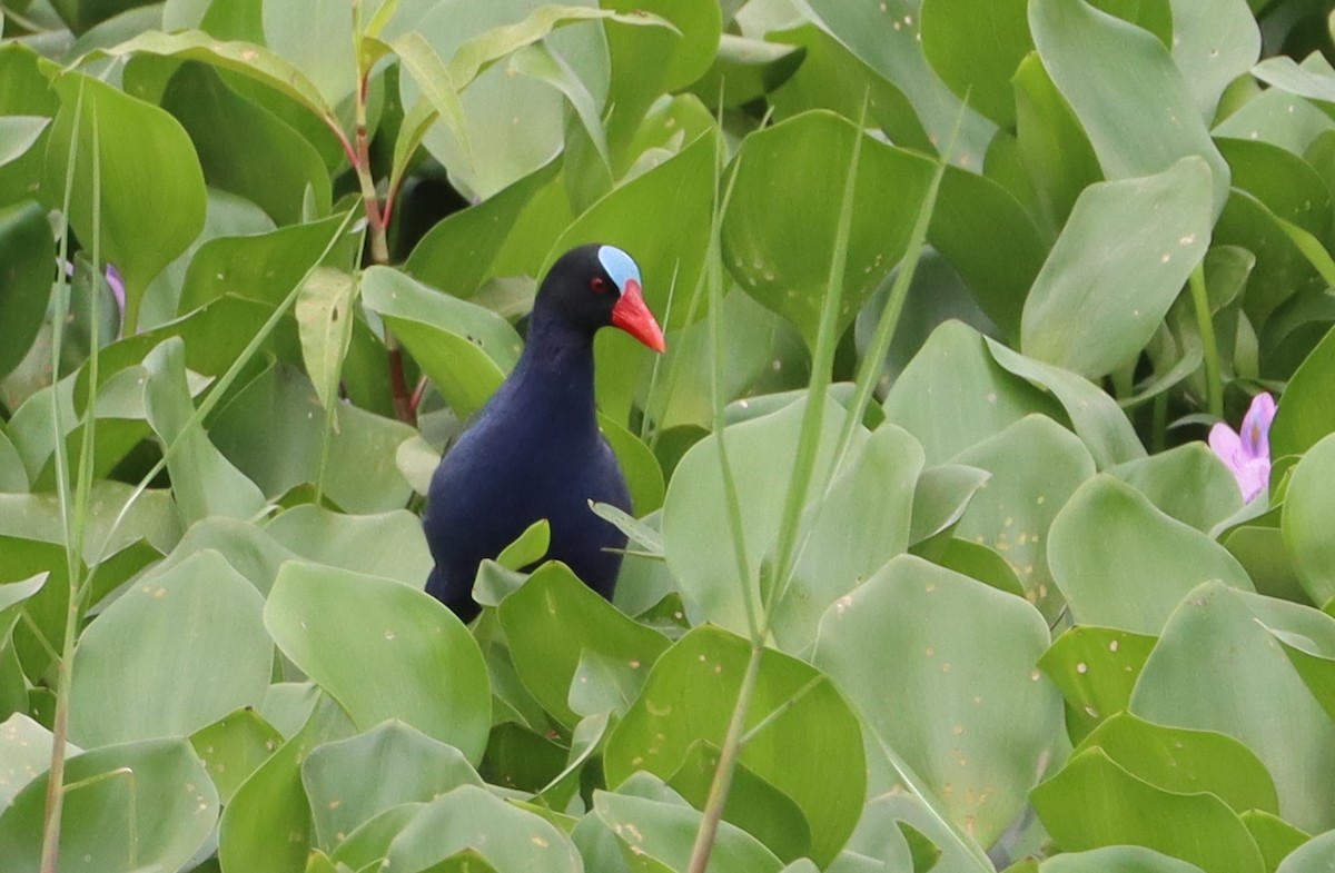 Allen's Gallinule - ML620481625