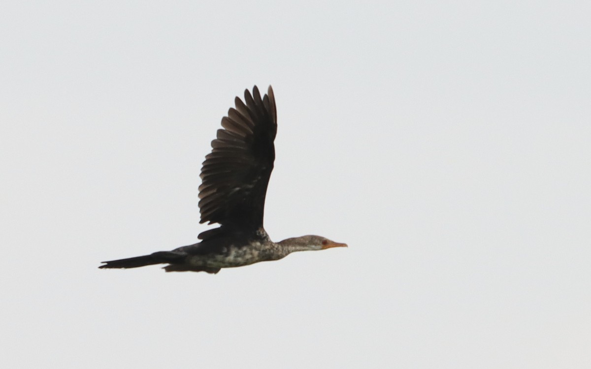 Long-tailed Cormorant - Marc Languy