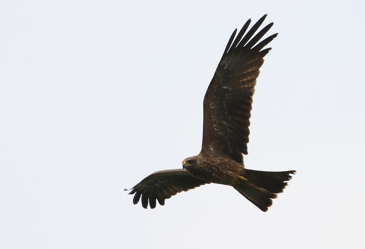 黑鳶 - ML620481630