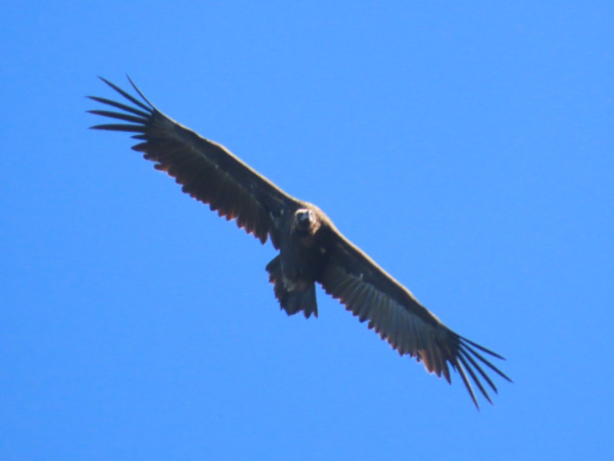 Cinereous Vulture - ML620481631