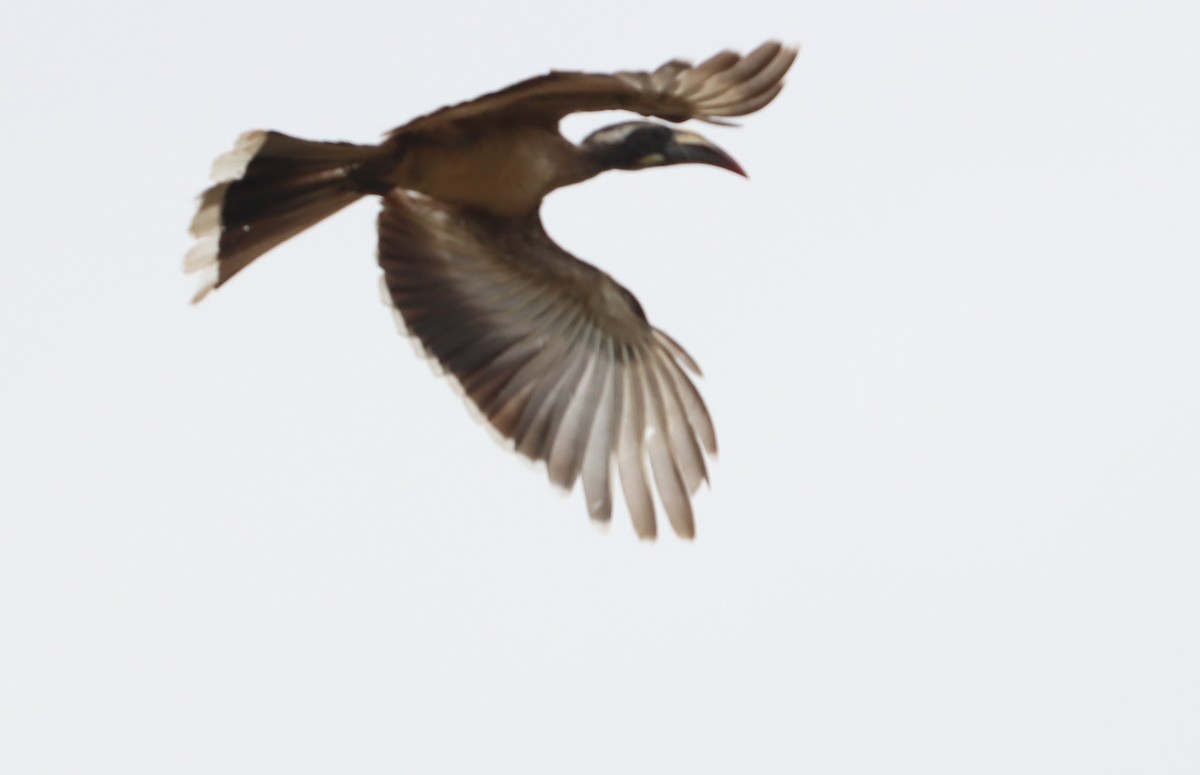 African Gray Hornbill - ML620481633