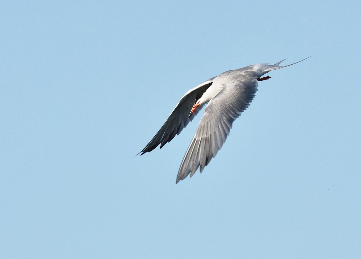 Common Tern - ML620481634