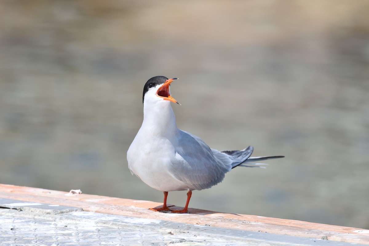 Common Tern - ML620481635